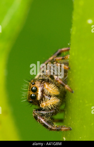 Jumping Spider (Phidippus clarus) hembra escondidos en asclepias planta Ontario Foto de stock