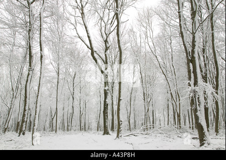 Escena de nieve mostrando cientos de hayas con sus troncos cubiertos de nieve blanca fresca