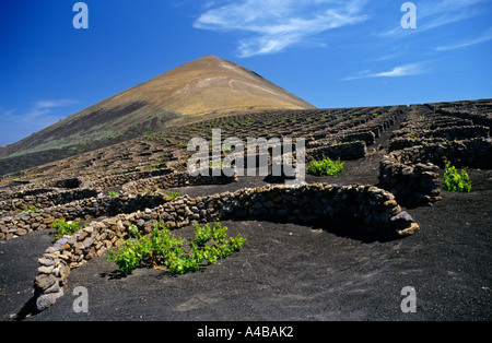 Colectores de humedad de rocío para reunir a la vid, Lanzarote, Islas Canarias Foto de stock