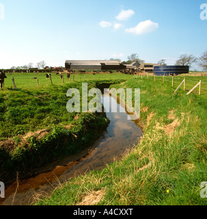 La agricultura ganadería lechera del curso de agua rural en peligro de contaminación por nitratos de escorrentía rica Foto de stock