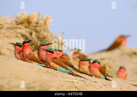 Colonia de Carmin el abejaruco (Merops nubicoides), Zambezi (Sambezi), Caprivi, Namibia, África Foto de stock