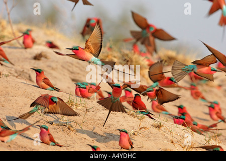 Colonia de Carmin el abejaruco (Merops nubicoides), Zambezi (Sambezi), Caprivi, Namibia, África Foto de stock