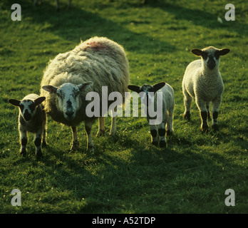 Mule oveja con tres corderos retroiluminado sol por la noche