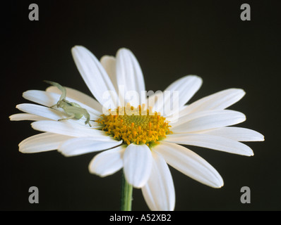 Hembra de araña cangrejo Misumena vatia acechan a sus presas en una flor de Argyranthum White Star Foto de stock