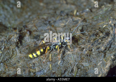 Digger Wasp, la familia Sphecidae. En estiércol Foto de stock