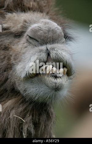 Camello bactriano Camelus bactrianus Foto de stock