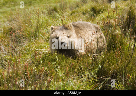 Wombat común (Vombatus ursinus) adulto, cuna montañas NP en Tasmania, Australia Foto de stock