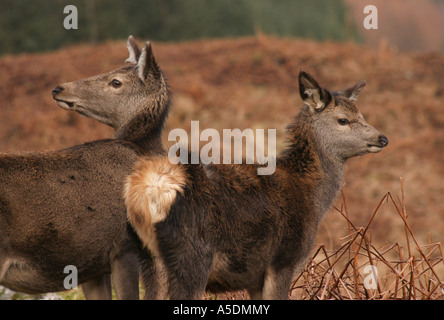 Hembra de ciervo con ternera en Glen Etive Escocia Foto de stock