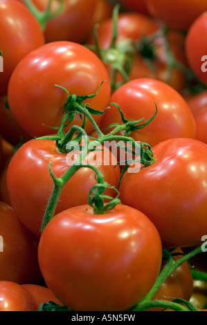 Vid madura del tomate fresco en la exhibición en el mercado de granjeros