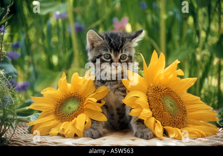 Gatito gato doméstico entre girasoles Fotografía de stock - Alamy