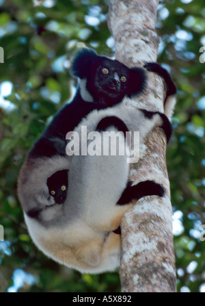 Lémur INDRI (indri Indri), la madre y el bebé, Reserva de Perinet Madagascar