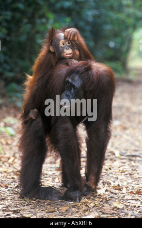 Los orangutanes, madre y bebé, Parque Nacional Gunung Leuser, Indonesia Foto de stock