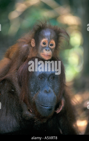 Los orangutanes a la madre y al bebé Headshot Parque Nacional Gunung Leuser, Indonesia Foto de stock