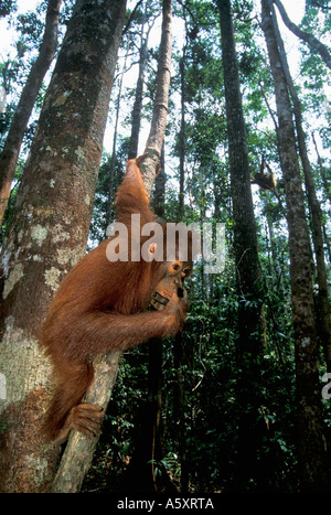 Orangután jóvenes jugando en el Parque Nacional Gunung Leuser, árboles de Indonesia Foto de stock