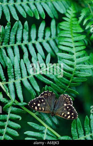 Madera moteado Mariposa (Pararge aegeria) en Bracken. Sussex, Inglaterra. Foto de stock