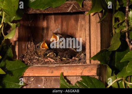 Petirrojo Erithacus rubecula polluelos en caja nido de robin