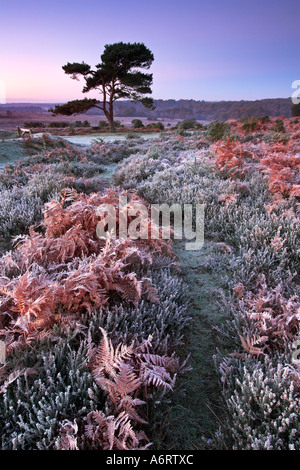 Amanecer en una fría y la helada mañana en el Parque Nacional de New Forest, Hampshire Foto de stock