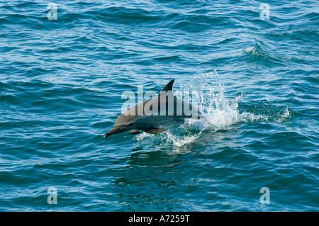 Larga picuda delfines comunes (Delphinus capensis) el Mar de Cortés, en Baja California, México Foto de stock