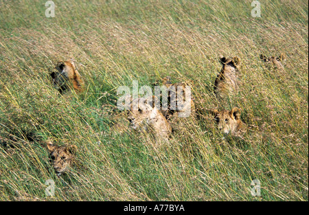 Un orgullo de hembra y cachorros de leones (Panthera leo) el mantenimiento de la vigilancia en la sabana hierba del Parque Nacional del Serengeti. Foto de stock