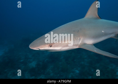 El tiburón de arrecife del Caribe, Carcharhinus perezi Foto de stock