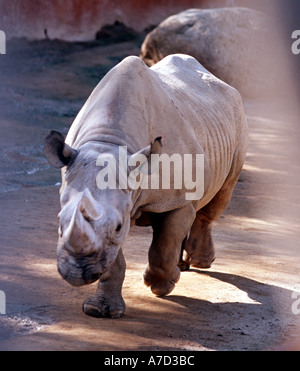 Rinoceronte carga