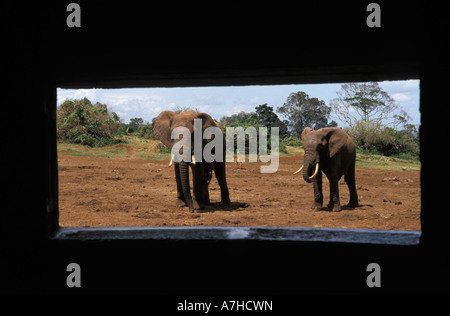 Los elefantes africanos visto desde un hide, Loxodonta africana cyclotis, Aberdare National Park, Kenia Foto de stock