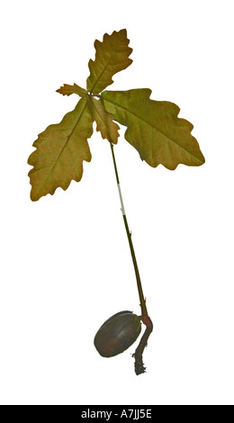 Inglés o Pedunculate roble Quercus robur Acorn para desarrollar el árbol puede Surrey, Inglaterra, desde pequeñas bellotas mighty Oaks crecer Foto de stock