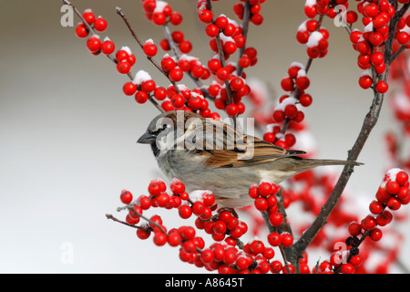 Gorrión en Snowy Winterberry Gorrión en Snowy Winterberry