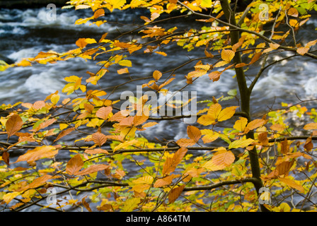 Cascadas de agua en este inglés río fluye pasando por un bonito hayedo retoño en otoño de color creando una fuerte imagen de arte
