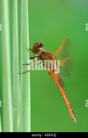Needham's Skimmer Libellula needhami adulto en la tifa Condado Willacy Valle Río Grande, Texas, EE.UU. Junio de 2006