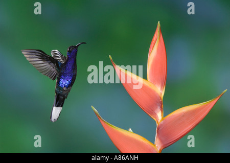 Violet Sabrewing Campylopterus hemileucurus colibrí en vuelo macho alimentándose de Heliconia flor del Valle Central de Costa Rica
