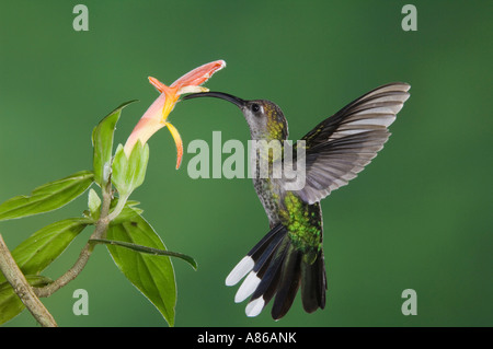 Violet Sabrewing Campylopterus hemileucurus Colibrí hembra en vuelo sobre alimentación Snakeface flor del Valle Central de Costa Rica