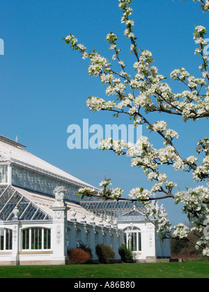 Casa templadas y primavera florecen los jardines Kew Gardens de Londres, Inglaterra Gran Bretaña Foto de stock