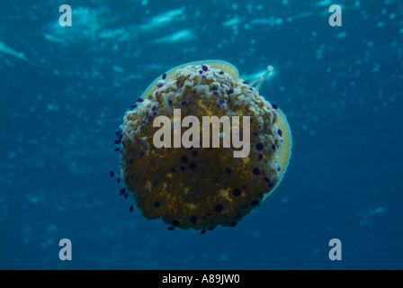 Francia Marsella maire isla fromages debajo de un huevo frito medusa cotylorhiza tuberculata natación Foto de stock