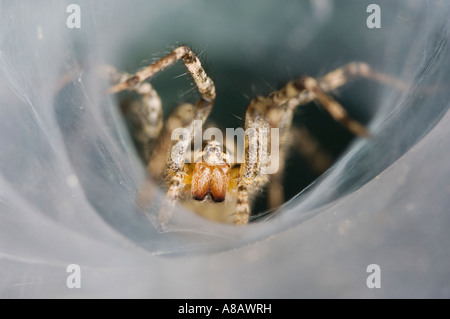 La araña de tela en embudo Agelenidae adulto en Web del Condado Willacy Valle Río Grande, Texas, EE.UU. Junio de 2006 Foto de stock