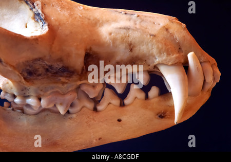 Primer plano de zorro rojo Vulpes vulpes mandíbula