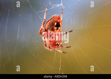 Granero en un web spider Foto de stock