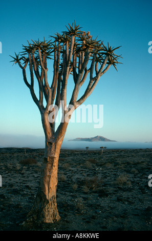Temblar los árboles (Aloe dichotoma) al amanecer en el desierto de Namib, en Namibia. Foto de stock