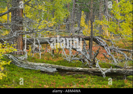 Viejos bosques el parque nacional Stora Sjöfallet en Laponia; zona de patrimonio mundial, Laponia, Suecia. Foto de stock