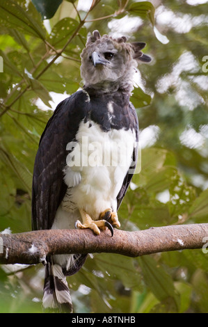 El águila arpía (individual del Fondo Peregrino re-introducción programa)  Parque Nacional Soberiana Panamá Fotografía de stock - Alamy