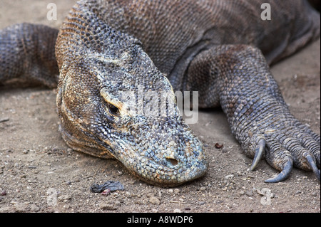 El dragón de Komodo, el lagarto más grande del mundo Fotografía de stock -  Alamy