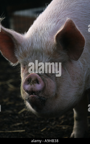 Cerdos domésticos y jabalíes blanca central cerca de la cabeza vista frontal Foto de stock
