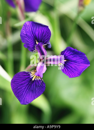 Iris sibirica. Bandera siberiano iris desde arriba Foto de stock