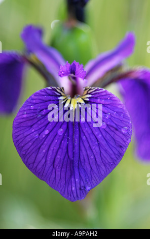Iris sibirica. Bandera de Siberia cerca de pétalos de iris Foto de stock