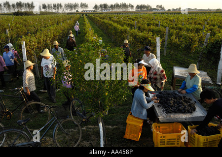 Los campesinos chinos recoger uvas en un viñedo en el condado de Changli, Hebei, China 28 Sep 2006