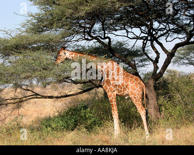 Jirafa reticulada comiendo hojas de un árbol en Kenya Foto de stock