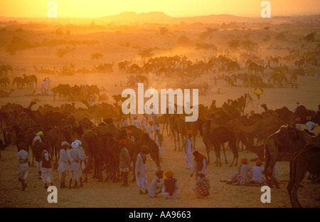 Puesta de sol sobre la feria de camellos en Pushkar que yace en el desierto de Thar de Rajasthan India Foto de stock