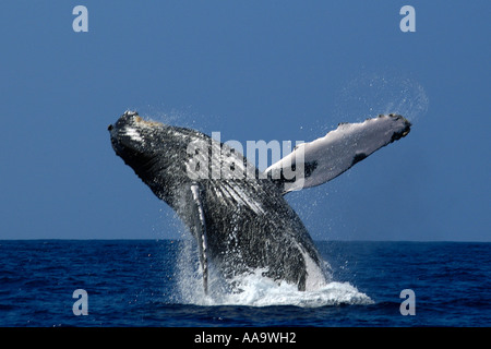 Ballena Jorobada Megaptera novaeangliae incumplir Kailua Kona Hawaii Big Island Pacific