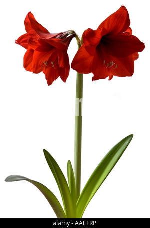 Flores Amaryllis hippeastrum red lion flor de cuatro puntas
