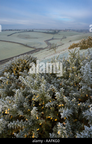 Frost, en una mañana de invierno Poyntington nr de Sherborne Dorset, Inglaterra